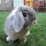 conejo de orejas caídas