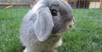 conejo de orejas caídas