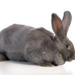 conejo gigante español