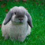 conejos belier enanos