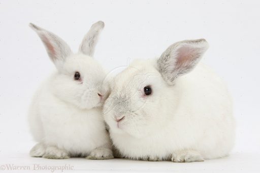 conejos blancos