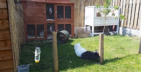 Conejos Cabeza de León al aire libre