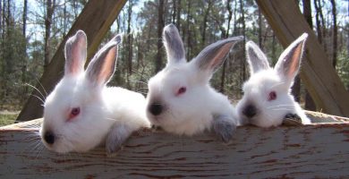 conejos californianos