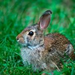 conejos de campo