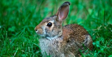 conejos de campo
