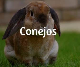 conejos