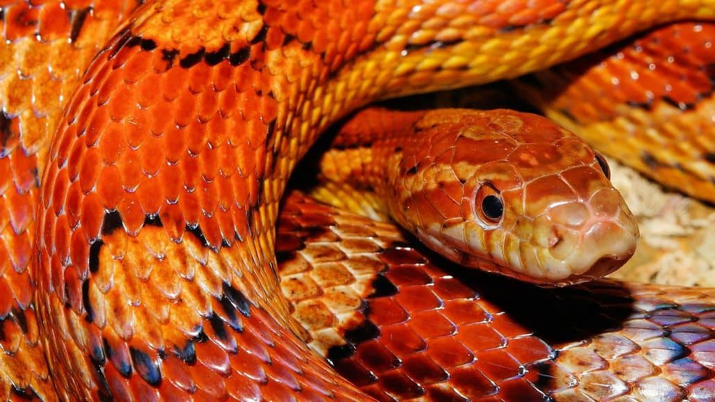 serpiente de maíz