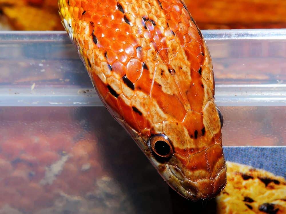 serpiente del maíz escapa de su recinto