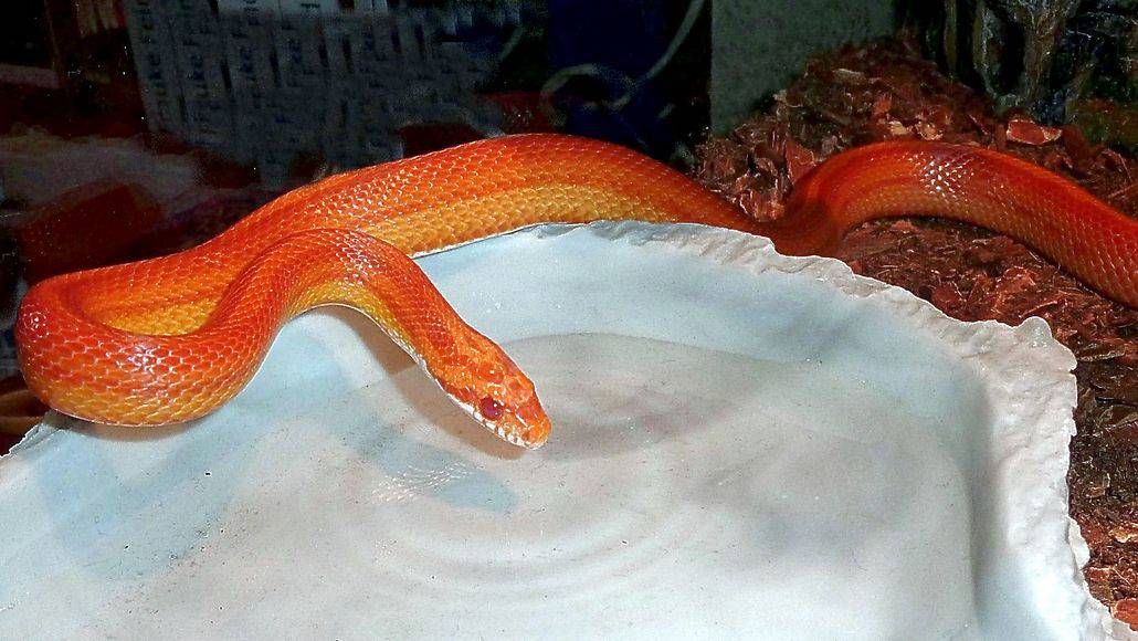 Serpiente de maíz en un cuenco de agua
