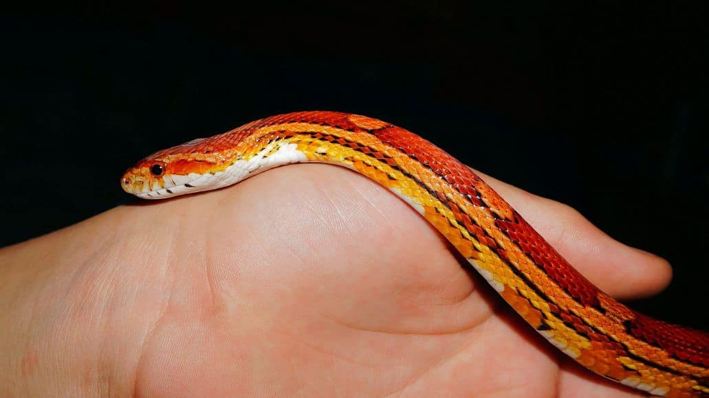 manipulación de una serpiente del maíz