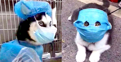 coronavirus infecta perros y gatos