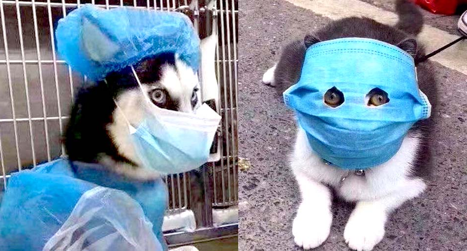 coronavirus infecta perros y gatos