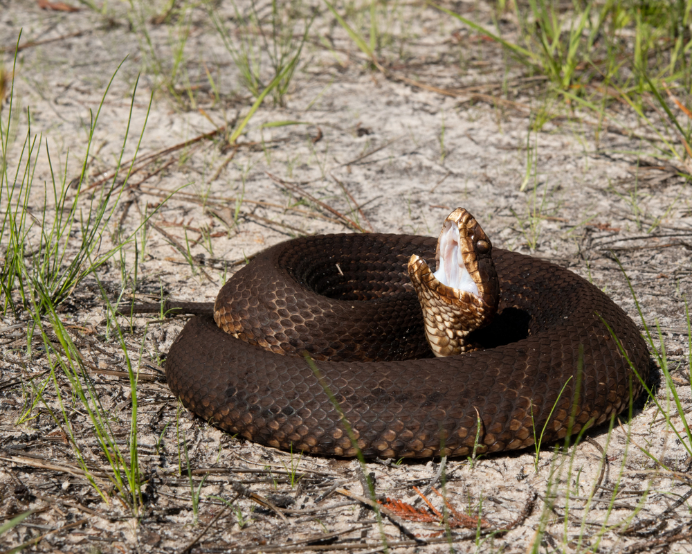 una serpiente boca de algodón juvenil mostrando su señal de advertencia de boca blanca