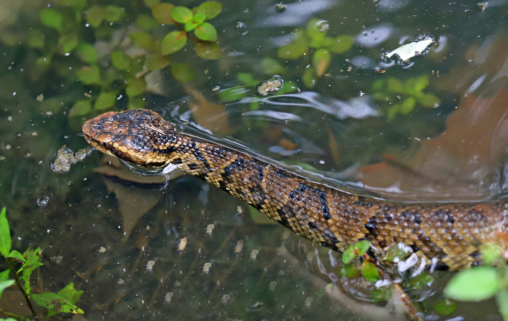 una víbora boca de algodón adulta nadando en el agua.