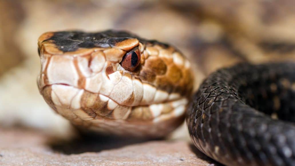Serpiente boca de algodón