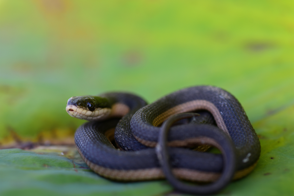 una serpiente de cangrejo de río de Grahams es una parecida a la boca de algodón común