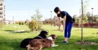 Cuáles son los beneficios de tener un perro adiestrado y por qué merece la pena invertir en su entrenamiento