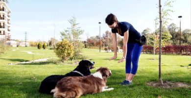 Cuáles son los beneficios de tener un perro adiestrado y por qué merece la pena invertir en su entrenamiento