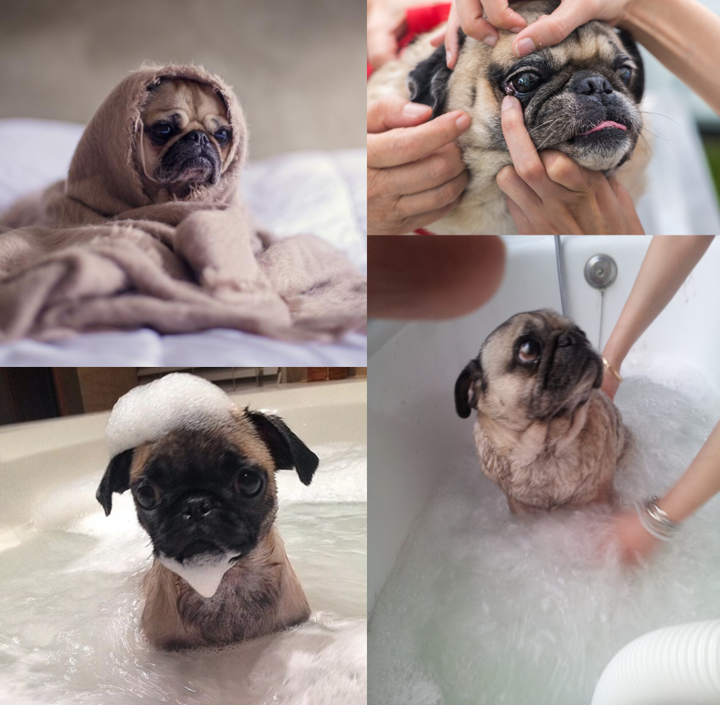 Cuidados básicos pug carlino