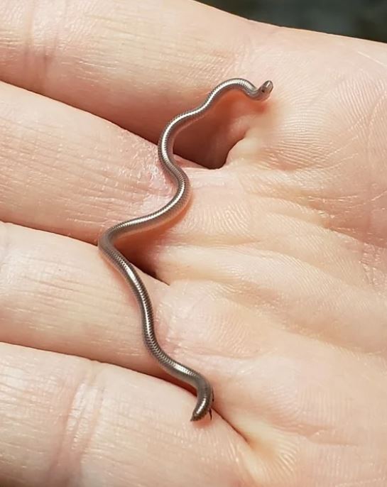 super pequeña serpiente en la mano de alguien