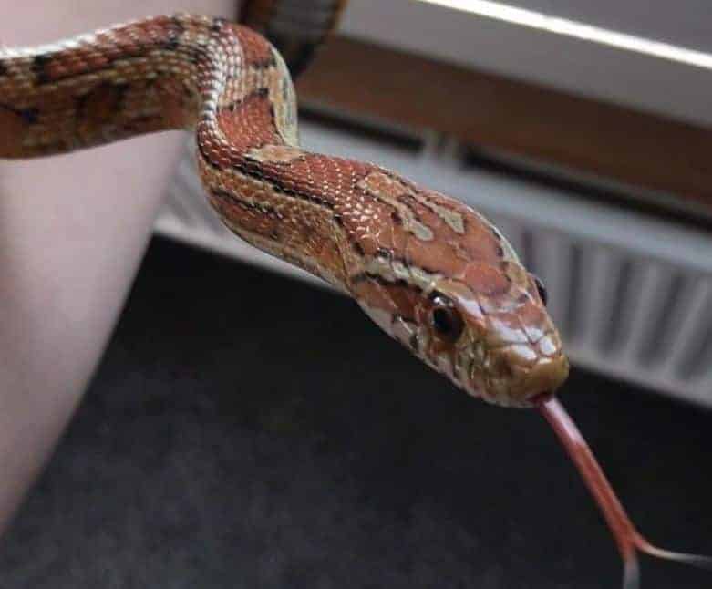 linda serpiente de maíz con lengua bifurcada