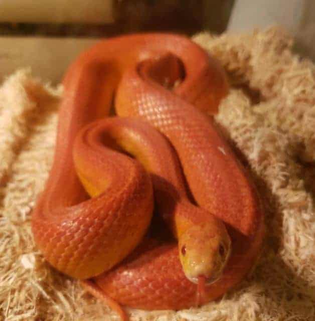 increíble aspecto de la serpiente de maíz naranja