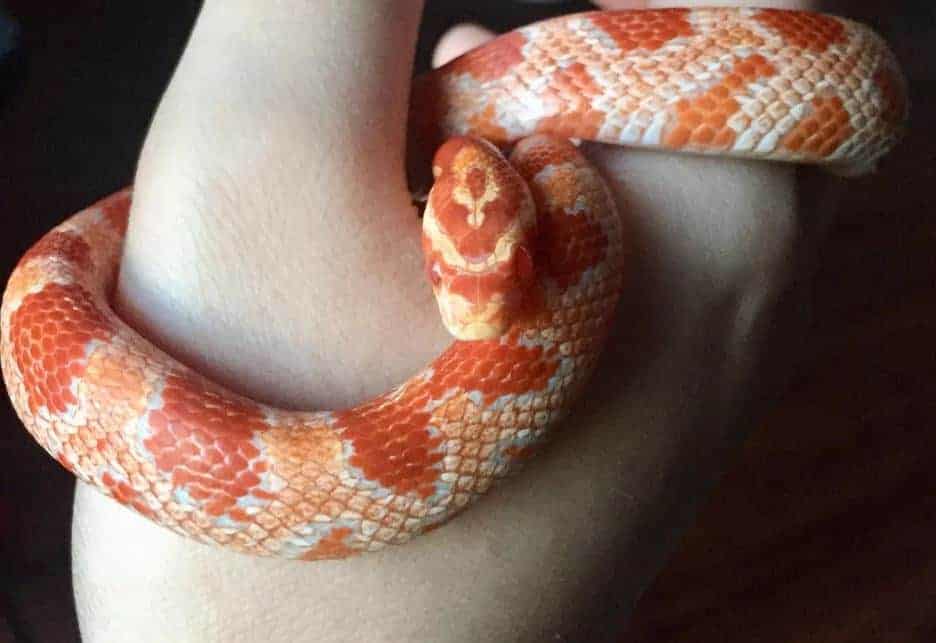impresionantemente hermosa serpiente de maíz envuelto alrededor de los propietarios de la mano