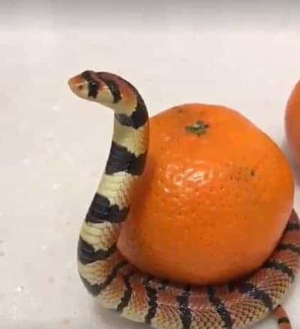 linda cobra protegiendo la merienda de naranja