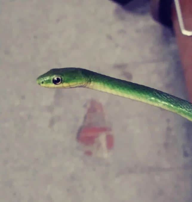 linda serpiente verde