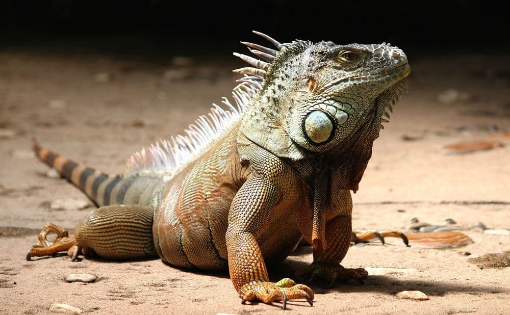 iguana del desierto