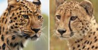 Diferencias entre leopardos y guepardos