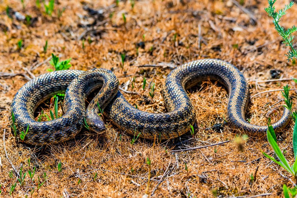 serpiente rata esteparia dione