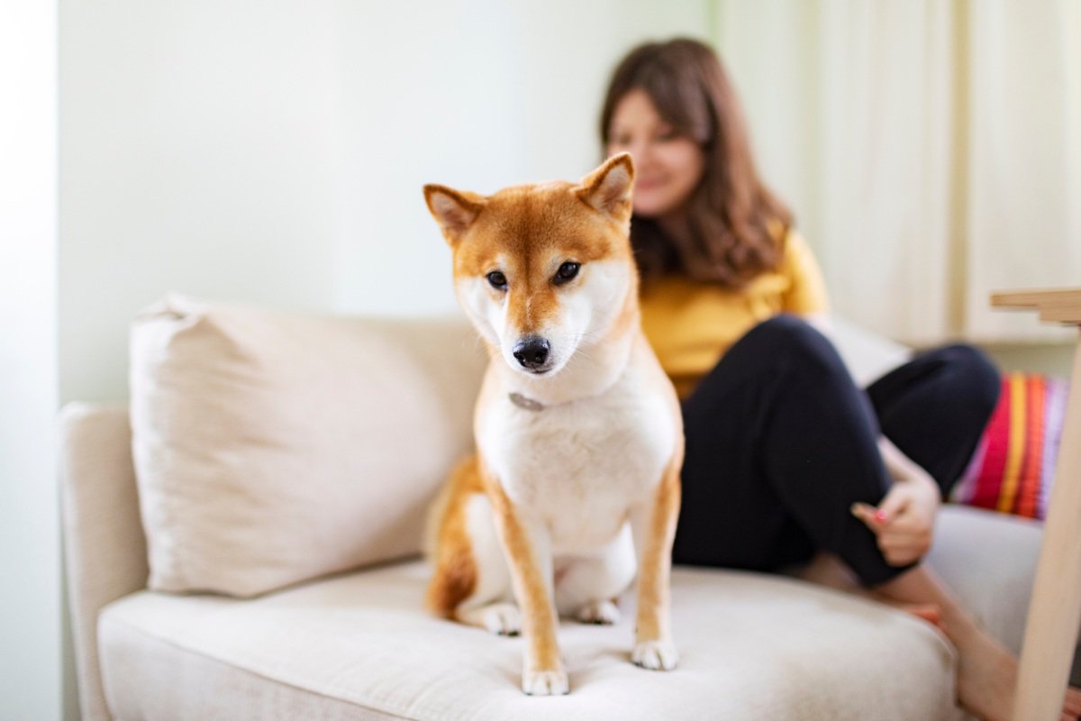 mi shiba inu me quiere