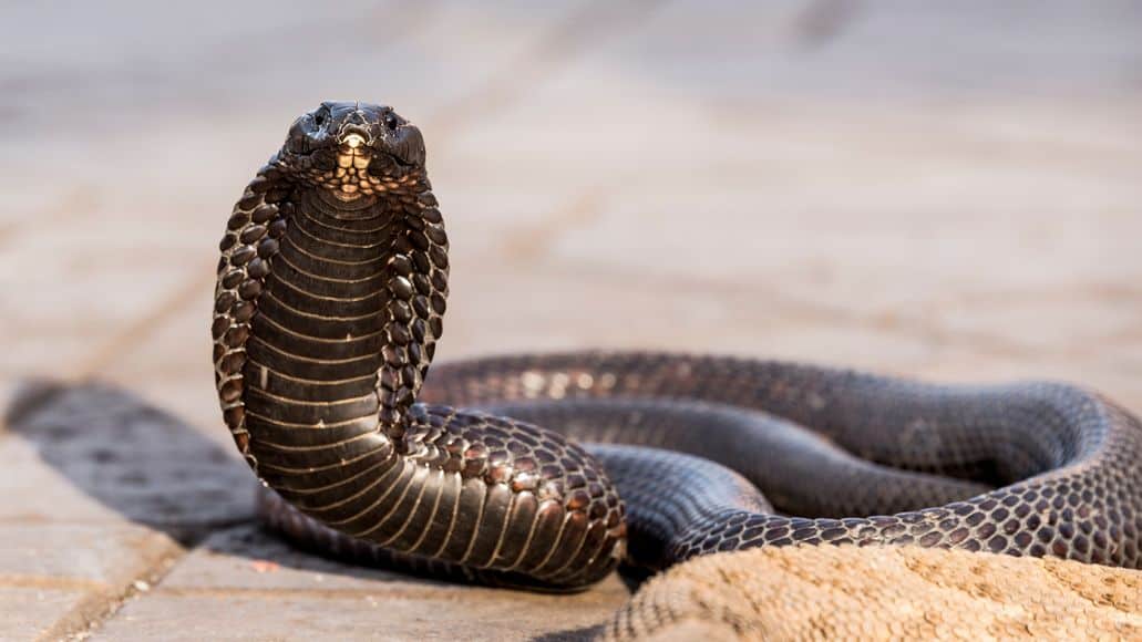 Cobra egipcia