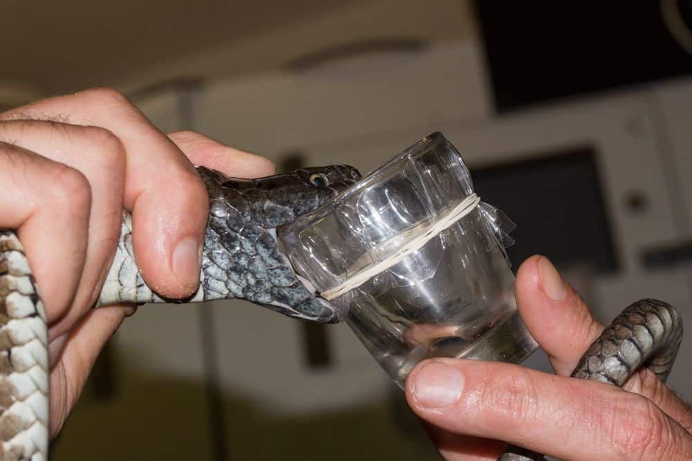 ordeñador extrayendo veneno de serpiente