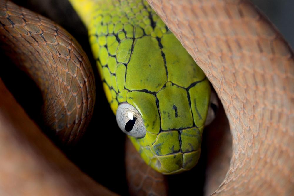 ojo en la serpiente verde