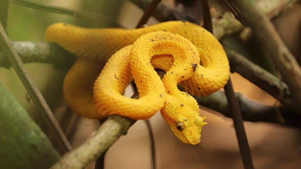 serpiente que nunca parpadea