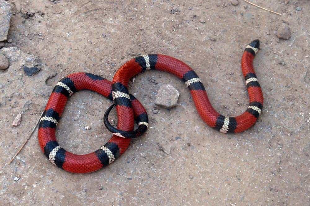 Falsa serpiente de coral