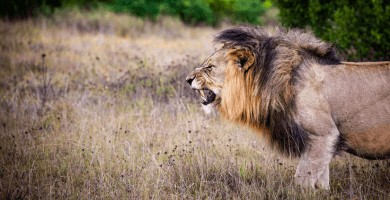 Feroz ataque de un león alfa que no quería compartir su presa