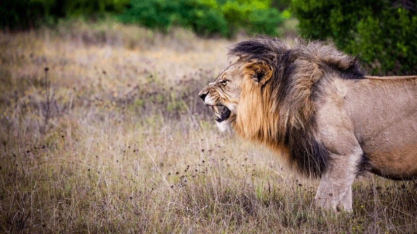 Feroz ataque de un león alfa que no quería compartir su presa