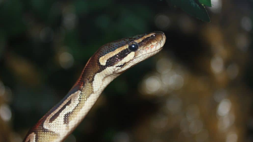 cuántos ratones comen las pitones bola