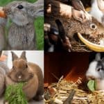 frutas y verduras que pueden comer los conejos