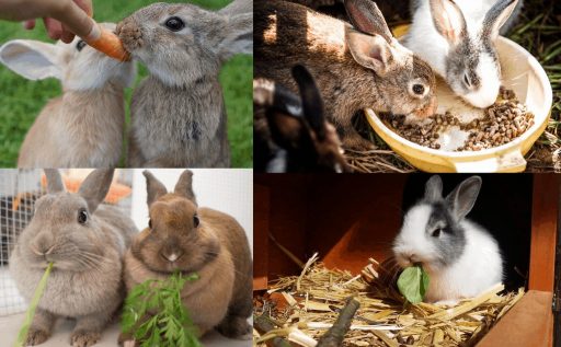 frutas y verduras que pueden comer los conejos