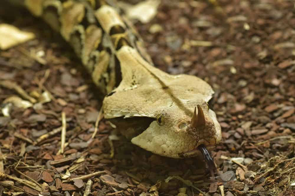 Víbora de Gabón