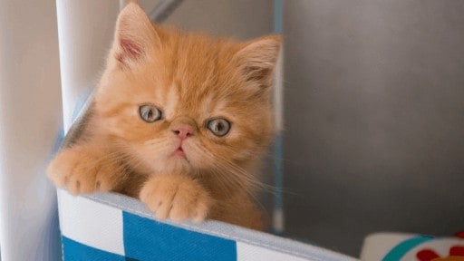 gatito caja de cartón