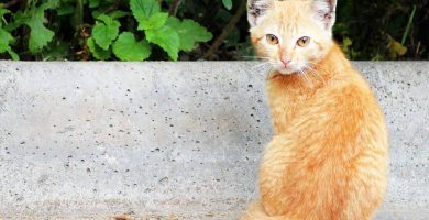 gatito con sarna otodectic en los oídos