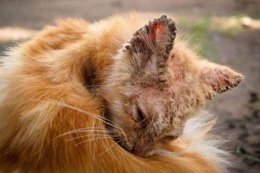 gato con signos de sarna sarcóptica en los oídos