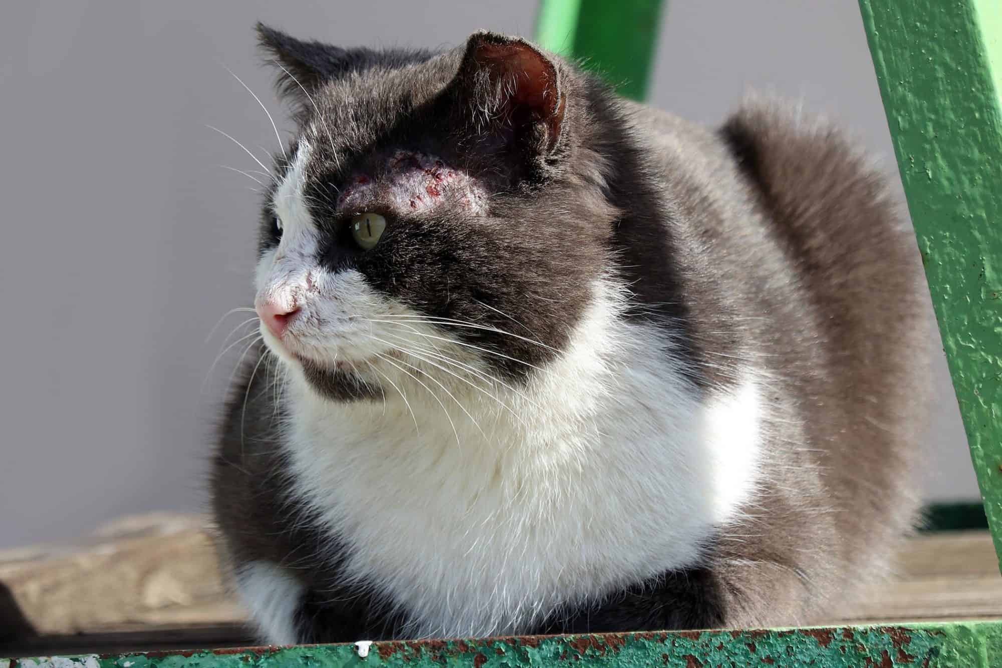 gato está infectado con sarcoptosis felina