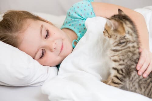 Gatos como mascotas