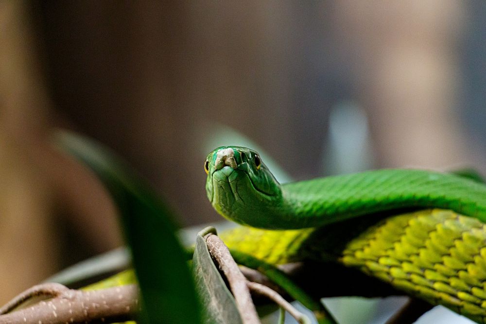 serpiente verde mirando al frente